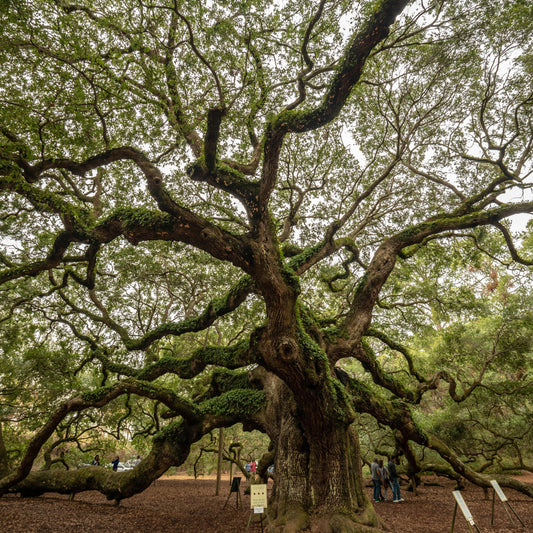 Trees, Folklore And The Human Psyche
