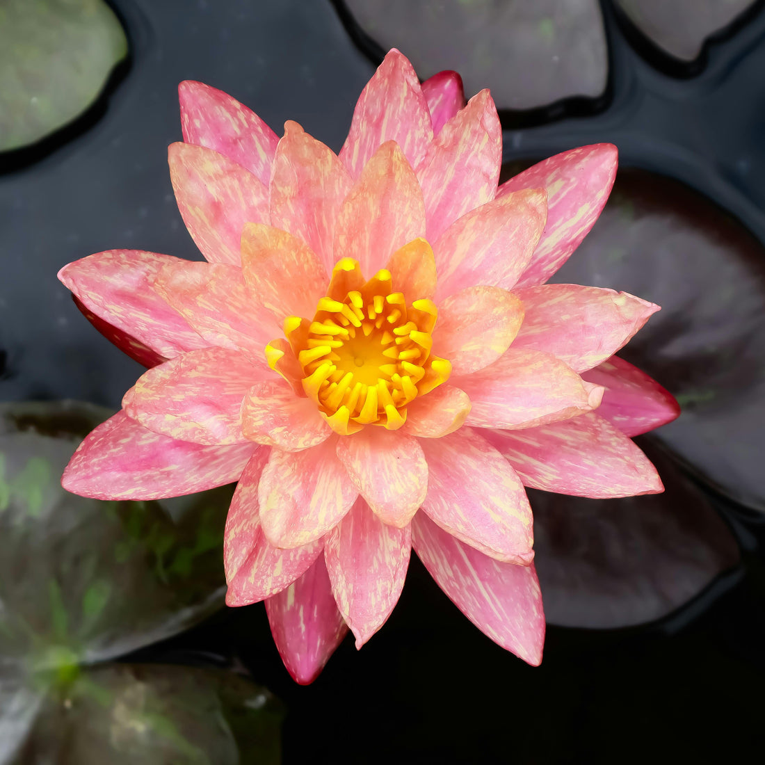 The Eight Limbs of Yoga, An Introduction